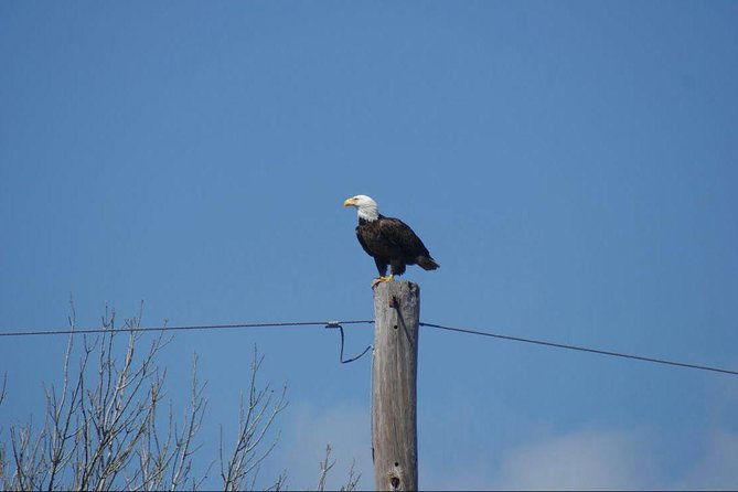 new-orleans-small-group-airboat-swamp-tour