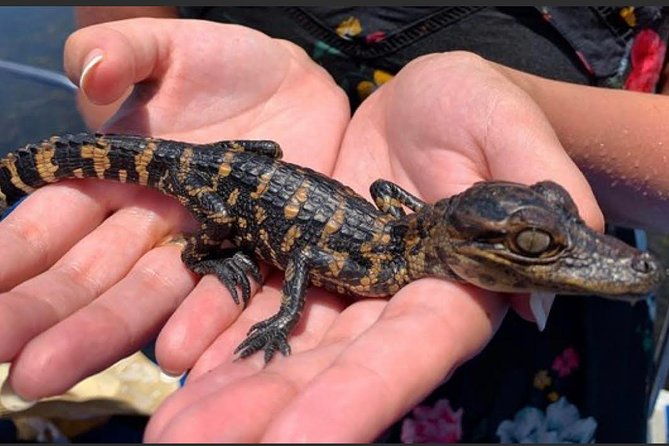 new-orleans-small-group-airboat-swamp-tour