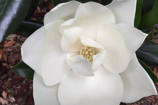 new-orleans-small-group-garden-district-walking-tour