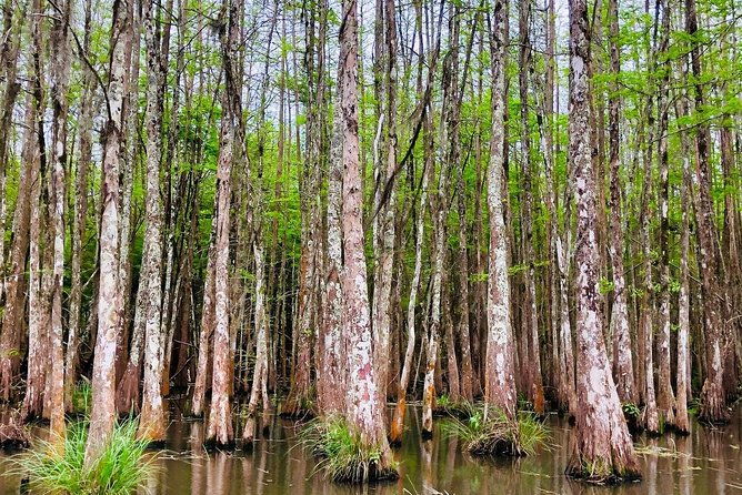 new-orleans-swamp-and-bayou-boat-tour-with-transportation
