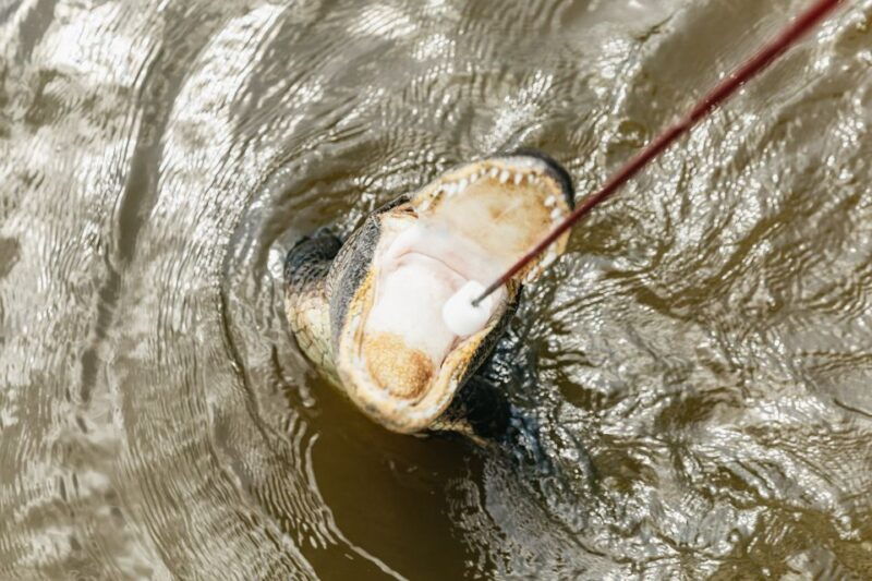new-orleans-swamp-bayou-boat-tour-with-transportation