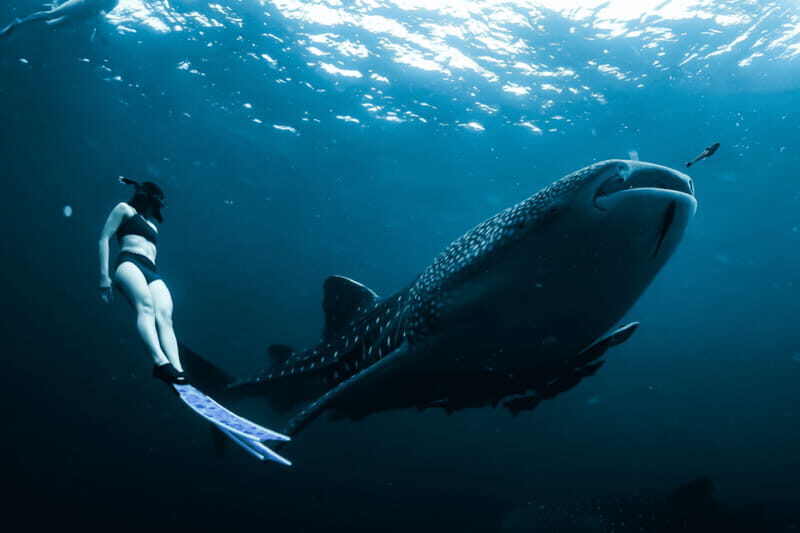 New Whale Shark Encounter Experience in Cancun !! - An In-Depth Look at the Whale Shark Experience