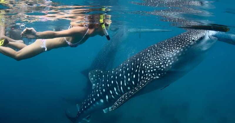 New Whale Shark Encounter Experience in Cancun !! - Final Thoughts: Is This Tour Worth It?