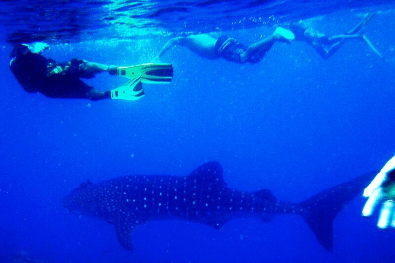 New Whale Shark Encounter Experience in Cancun !! - Frequently Asked Questions