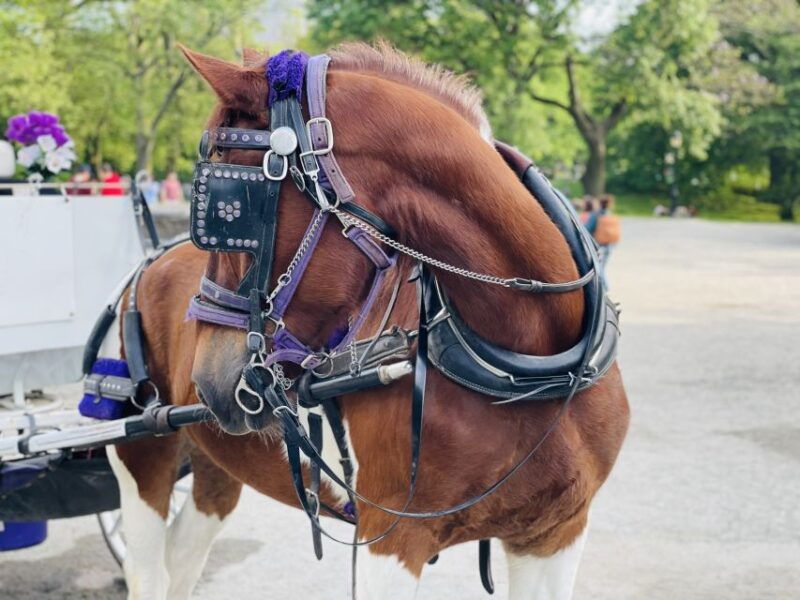 new-york-city-central-park-private-horse-and-carriage-tour