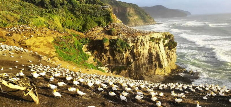 New Zealand: 9-Day Private Tour with 14-16 Activities - The Complete 9-Day Kiwi Journey
