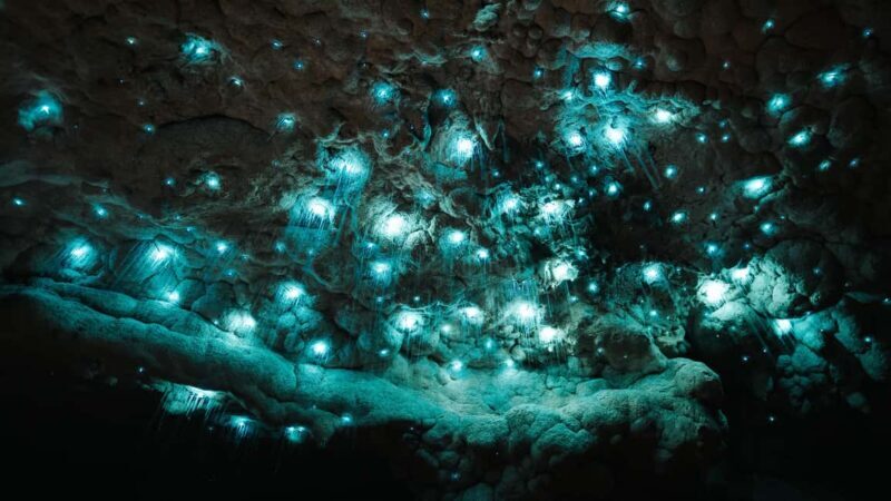New Zealand: Milky Way Glowworm Cave Tour - Introduction: A Unique Glowworm Adventure You’ll Love