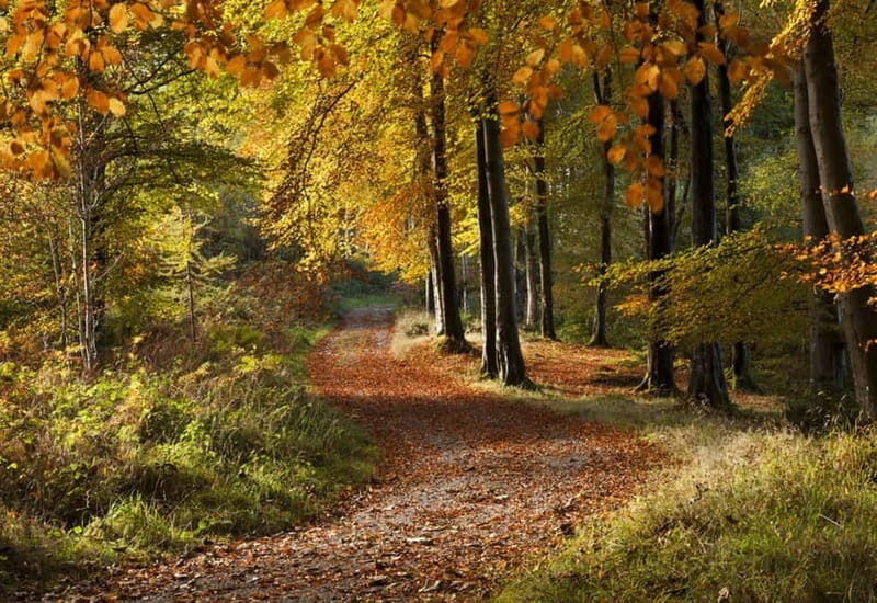 Newcastle: Game of Thrones - Tollymore Forest Trek - Key Points