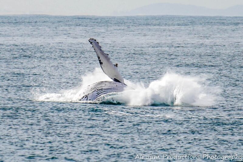 Newcastle: Humpback Whale Watching Cruise and Harbor Tour - Key Points