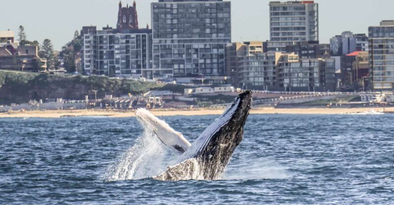 Newcastle: Humpback Whale Watching Cruise and Harbor Tour - Experience Breakdown