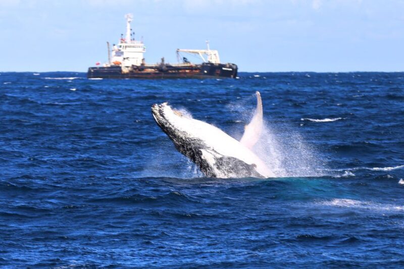 Newcastle: Humpback Whale Watching Cruise and Harbor Tour - The Sum Up
