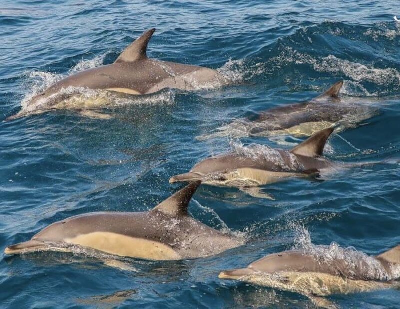 Newcastle: Port Stephens day tour. Dolphins, hike, swim. - Exploring the Full Day in Port Stephens