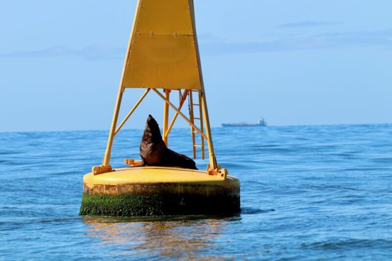 Newcastle: Small Group Humpback Whale Encounter Tour - The Experience in Detail