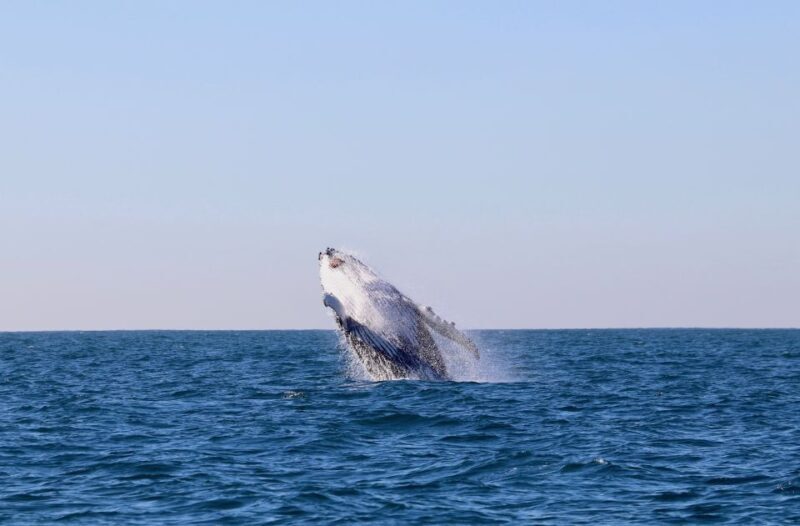 Newcastle: Small Group Humpback Whale Encounter Tour - Who Should Consider This Tour?