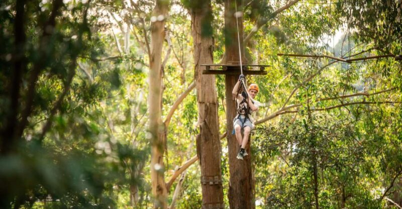 Newcastle: Tree Ropes Course Adventure - The Setup: What to Expect from the Adventure