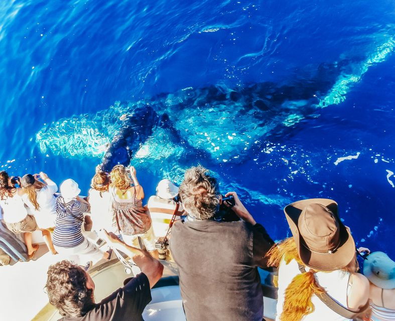 newport-beach-2-hour-whale-watching-tour