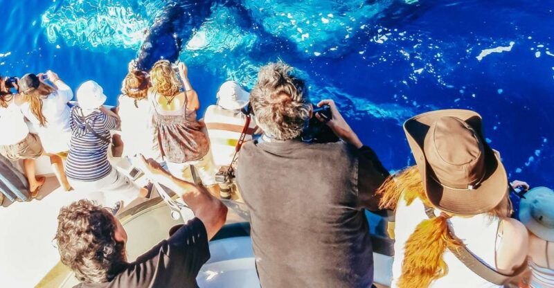 newport-beach-2-hour-whale-watching-tour