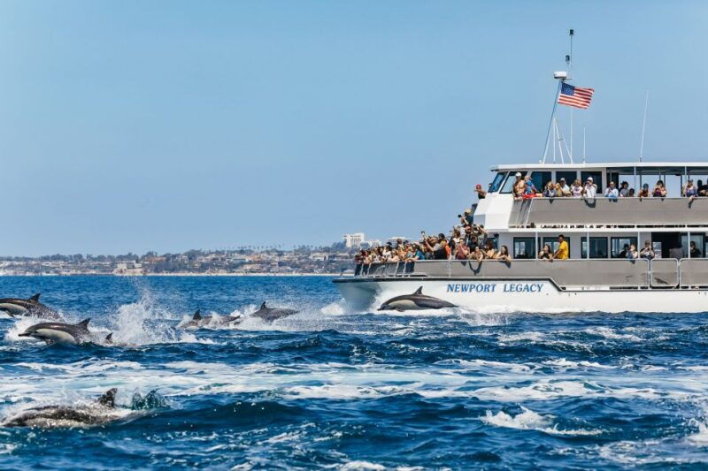 newport-beach-2-hour-whale-watching-tour