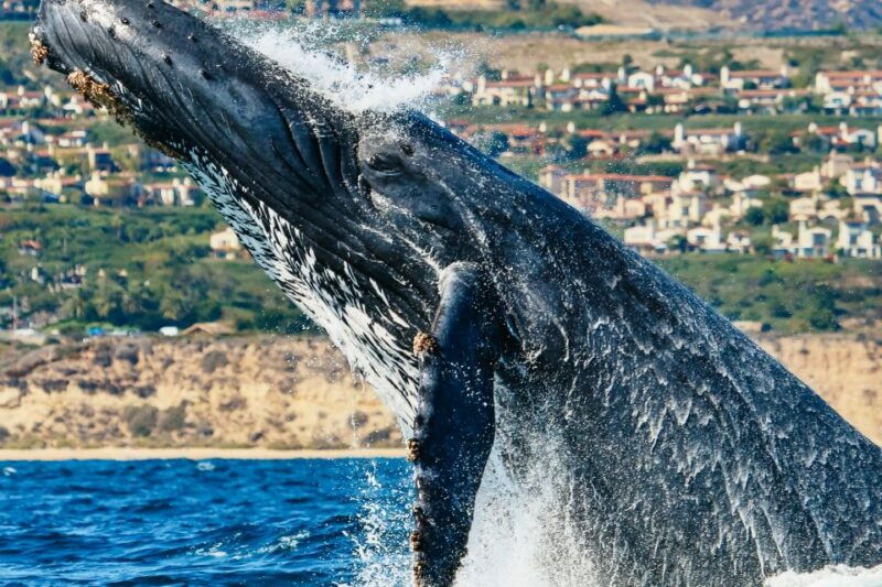 newport-beach-2-hour-whale-watching-tour