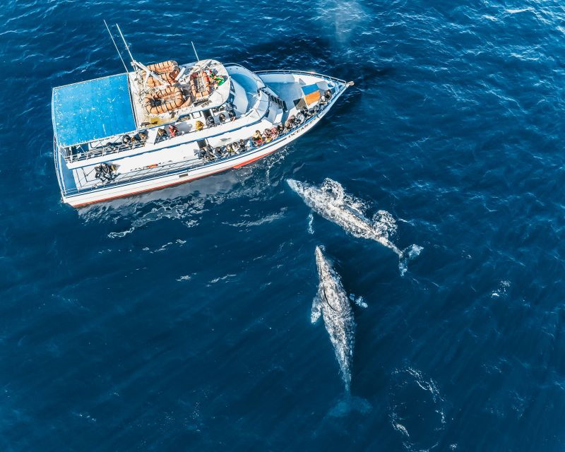newport-beach-2-hour-whale-watching-tour