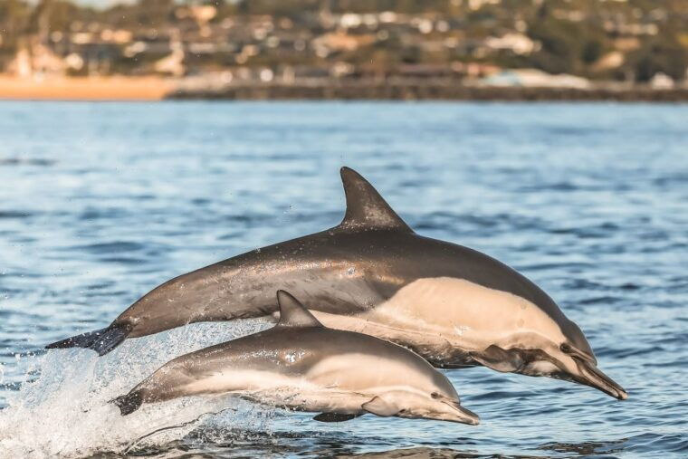 newport-beach-2-hour-whale-watching-tour