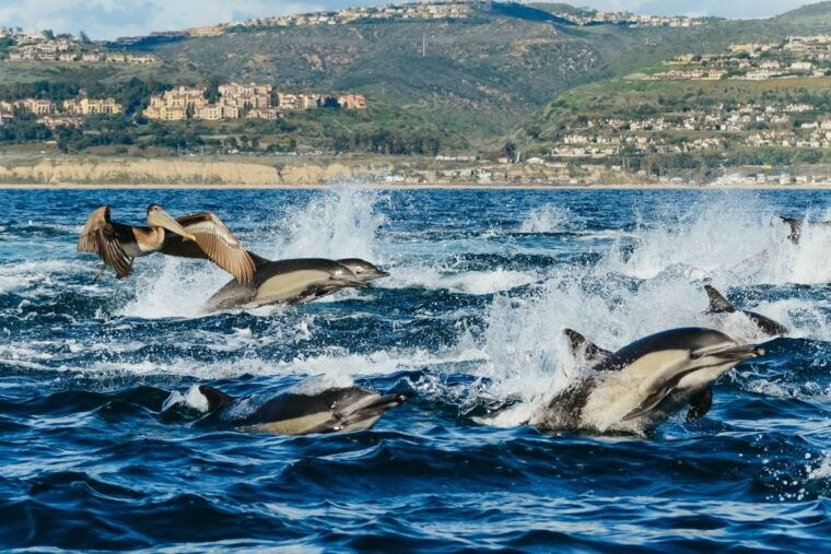 newport-beach-2-hour-whale-watching-tour