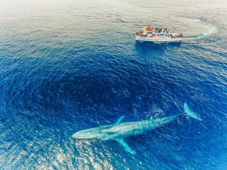 newport-beach-2-hour-whale-watching-tour