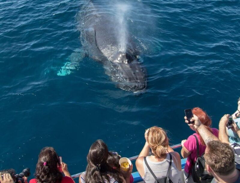 newport-beach-luxury-whale-watching-catamaran-cruise