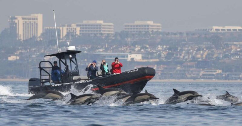 newport-beach-ultimate-whale-watching-adventure