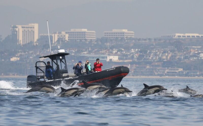 newport-beach-ultimate-whale-watching-adventure
