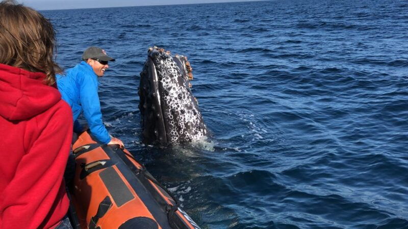 newport-beach-ultimate-whale-watching-adventure