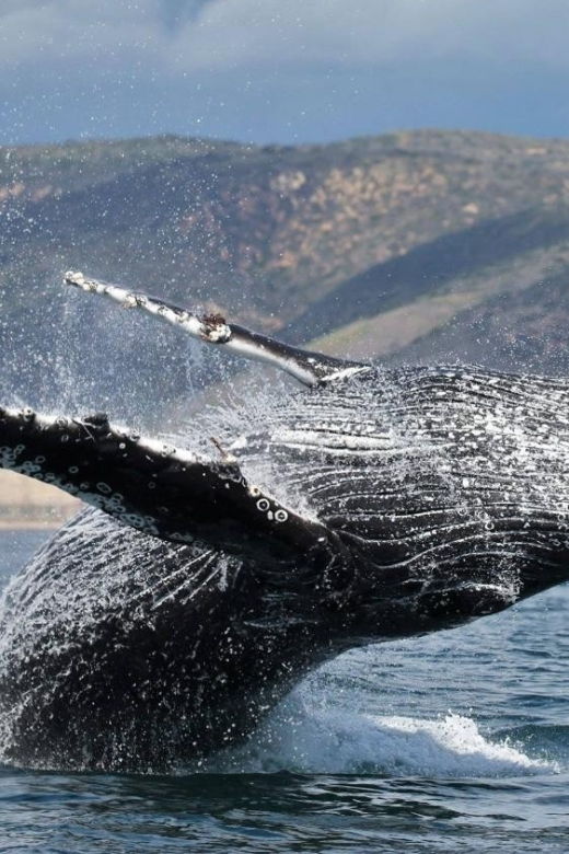 newport-beach-whale-and-dolphin-watching-cruise-2