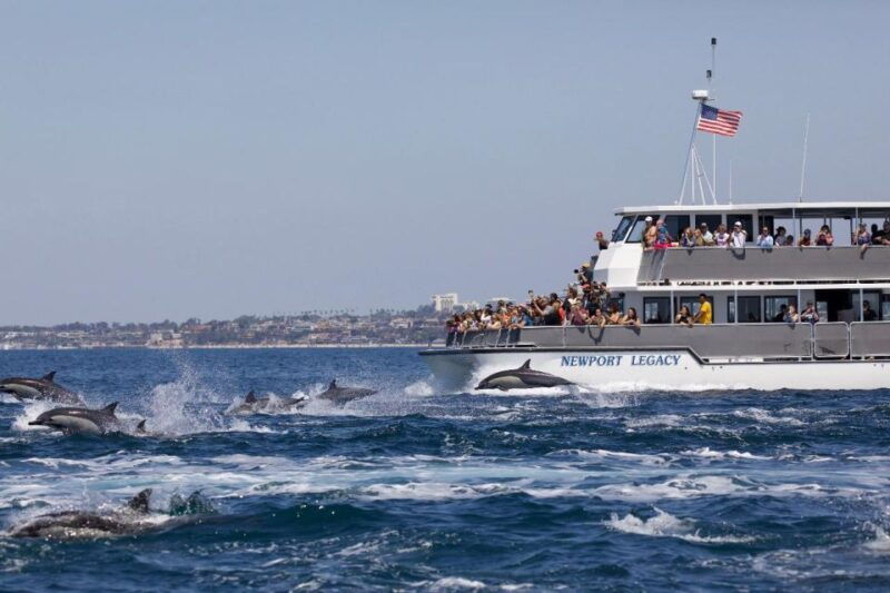 newport-beach-whale-and-dolphin-watching-cruise-2