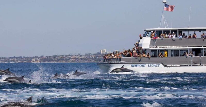 newport-beach-whale-and-dolphin-watching-cruise-2