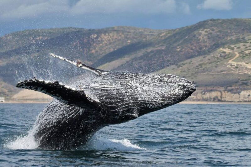 newport-beach-whale-and-dolphin-watching-cruise-2