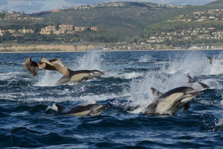 newport-beach-whale-and-dolphin-watching-cruise-2