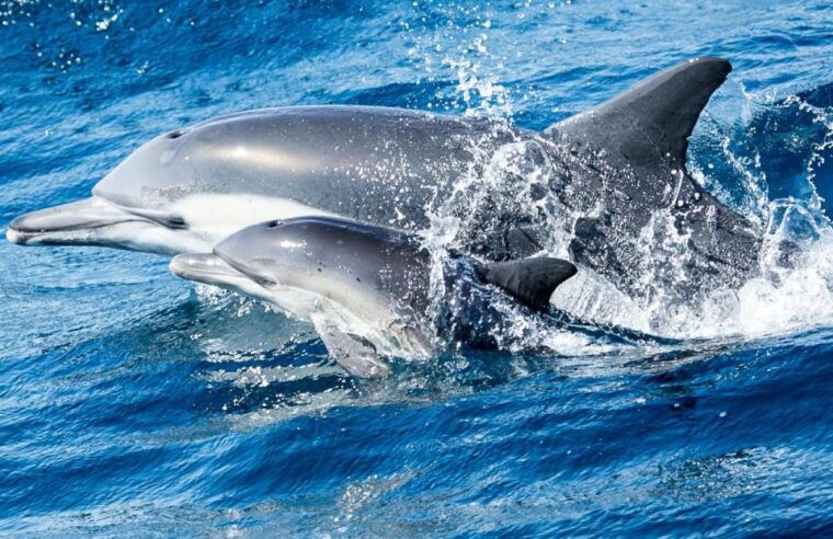 newport-beach-whale-and-dolphin-watching-cruise-2