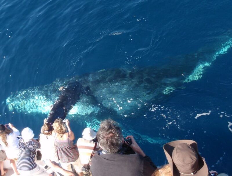 newport-beach-year-round-whale-watching-cruise