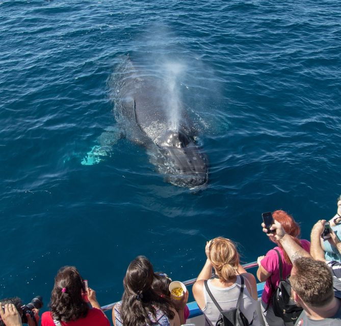 newport-beach-year-round-whale-watching-cruise
