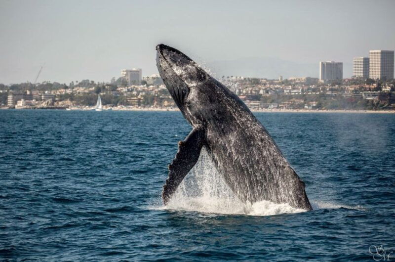 newport-beach-year-round-whale-watching-cruise