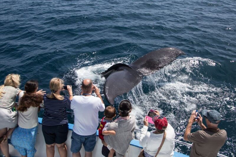 newport-beach-year-round-whale-watching-cruise