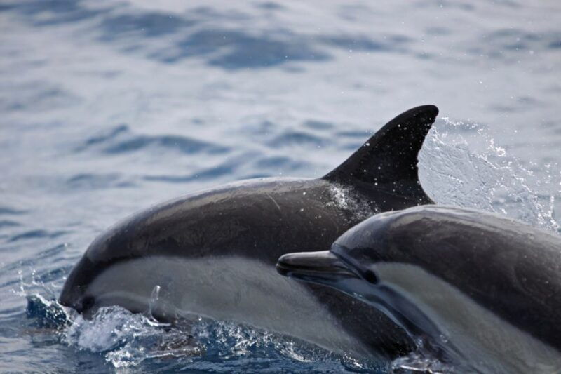 newport-beach-year-round-whale-watching-cruise