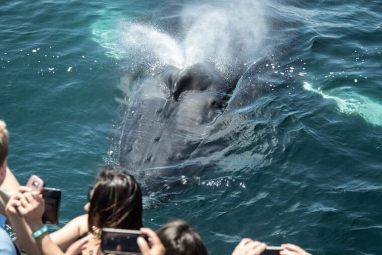 newport-beach-year-round-whale-watching-cruise