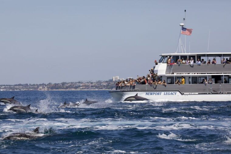 newport-beach-year-round-whale-watching-cruise