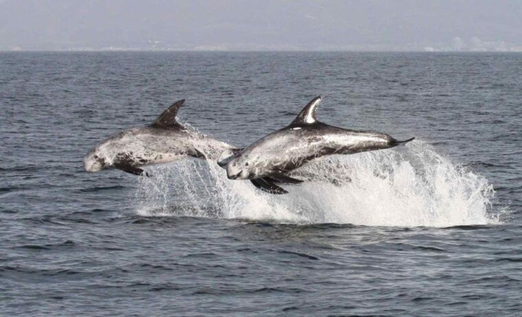 newport-beach-year-round-whale-watching-cruise