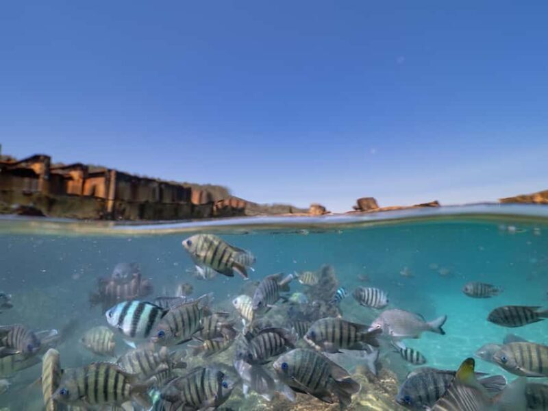 Newport: Moreton Island Snorkeling Tour with Lunch - Key Points