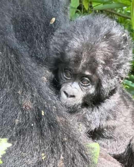 Ngamba Island Chimpanzee Sanctuary Day Trip - Key Points