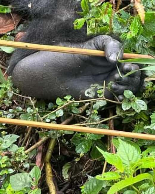 Ngamba Island Chimpanzee Sanctuary Day Trip - FAQ
