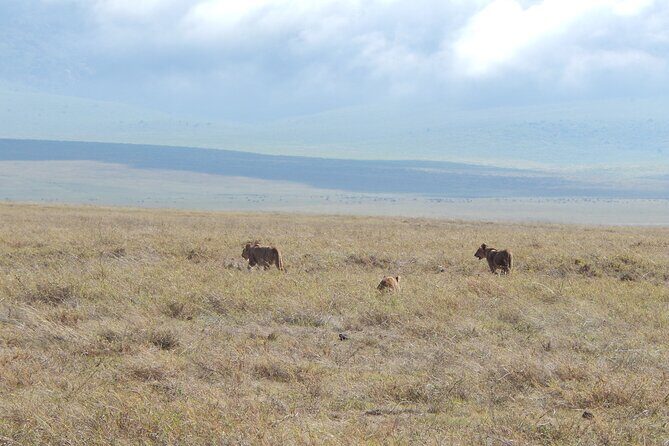 Ngorongoro Adventure Day Tour from Arusha - Who Is This Tour Best Suited For?