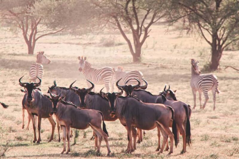 Ngorongoro Conservation Area Day Trip - Key Points